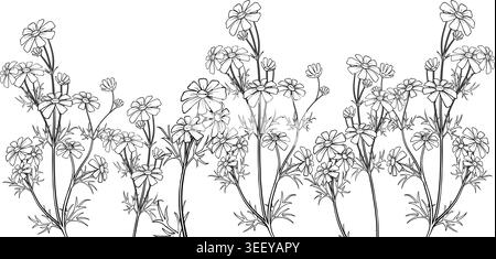 Dessin d'art au trait numérique d'une bordure de prairie de fleur de cosmos sur un fond blanc Banque D'Images