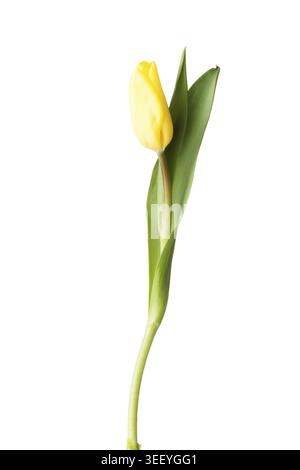 Une fleur de tulipe séparée. Isolé sur blanc Banque D'Images
