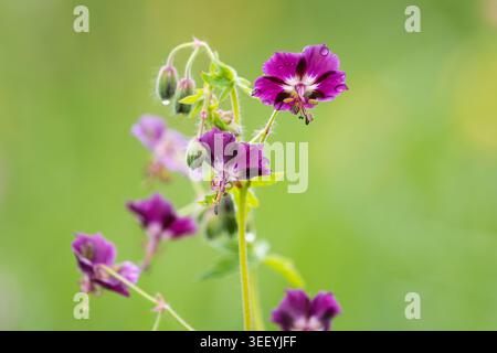 Un groupe de fleurs de phée de géranium pourpre foncé de cranesbill avec des centres blancs et des étamines jaunes fleurit sur des tiges minces dans l'hydromel printanier Banque D'Images