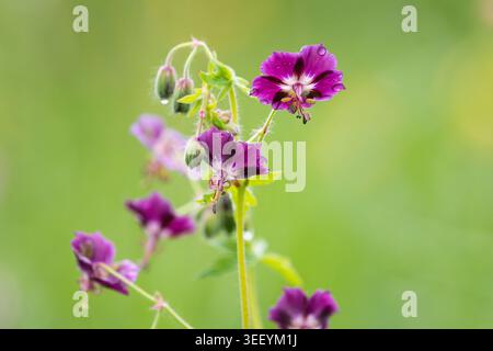 Grappe de cranesbill sombre Geranium phaeum fleurs violettes foncées dans la prairie Une grappe de cranesbill pourpre foncé hochant des yeux fleurs de phaeum géranium wi Banque D'Images