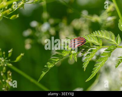 Biodiversité - insectes - Graphosoma italicum - insecte rayé sur une feuille verte. Photo de haute qualité Banque D'Images