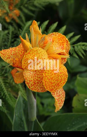 Le lis canna orange éclatant fleurit avec des pétales mouchetés. Le feuillage entoure la fleur de vert doux et naturel. La lumière du soleil met en valeur le délicat, texturé Banque D'Images