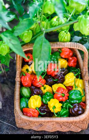 Panier en osier rempli de poivrons habanero placés parmi les plantes vertes. Récolte de piment frais environnement de jardin naturel Banque D'Images