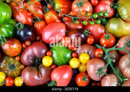 Gros plan de tomates mûres de différents types et couleurs gros plan. Mélange de type multicolore de fond de tomates. Vue de dessus, pose à plat Banque D'Images