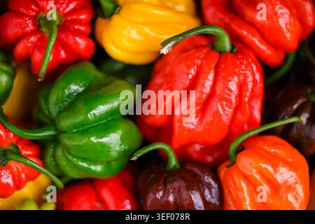 Gros plan de poivrons habanero montrant une texture brillante détaillée. Assortiment de Chili frais couleurs vives fond alimentaire naturel Banque D'Images
