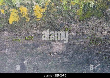 Un centipède rampant sur une surface texturée recouverte de mousse de béton ou de roche, mettant en valeur son corps segmenté et les motifs naturels rugueux. Banque D'Images