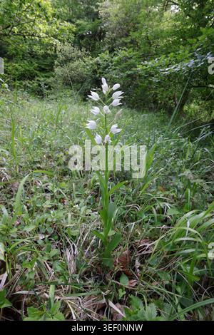 Helleborine à feuilles d'épée dans la forêt de réserve naturelle de Lancaut de Dean Gloucestershoire Banque D'Images