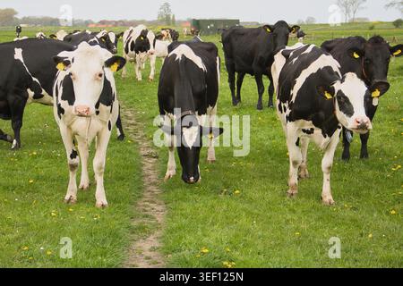 Les vaches noires et blanches paissent dans un champ verdoyant. Les vaches se tiennent proches les unes des autres, certaines faisant face à la caméra. Une vache regarde directement le spectateur avec Cu Banque D'Images