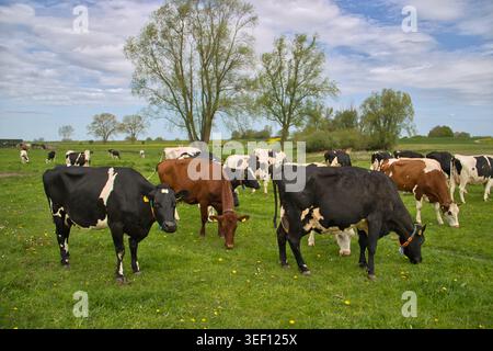 Les vaches paissent paisiblement dans un champ ensoleillé et ouvert. De l'herbe verte et des pissenlits jaunes parsèment le paysage. Peu d'arbres se tiennent hauts sous un ciel bleu avec cl doux Banque D'Images