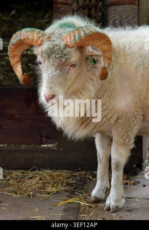 Le mouton à cornes frisées se tient calmement dans la grange. La laine douce couvre le corps robuste. L'étiquette auriculaire verte marque son identité. Cadre de foin et de bois scène rustique. Ferme ou cou Banque D'Images