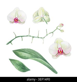 Collection d'éléments d'orchidée phalaenopsis. Fleurs blanches à l'aquarelle, tige avec bourgeons et feuilles luxuriantes. Art botanique dessiné à la main, isolé sur blanc. Bonjour Banque D'Images