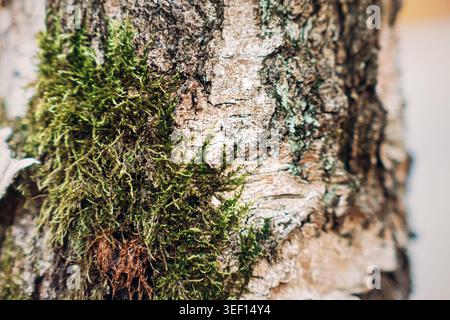 Vue rapprochée de mousse verte poussant sur l'écorce d'arbre. santé des écosystèmes forestiers, recherche sur la conservation de la biodiversité, surveillance de l'habitat naturel. Banque D'Images