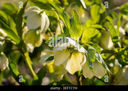 Des fleurs blanches d'hellebore brillent par la lumière chaude du printemps, entourées de feuilles vertes luxuriantes dans un jardin naturel. Banque D'Images