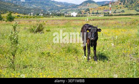 Vache noire dans une prairie verdoyante au pied des montagnes, une scène rurale marocaine lumineuse avec des fleurs sauvages et un horizon ouvert. Banque D'Images
