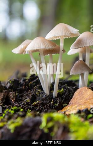 De petits amas d'Amanita phalloides et de Mycena galericulata émergent de la terre humide, entourés de mousse vibrante dans une forêt tranquille pendant la da Banque D'Images
