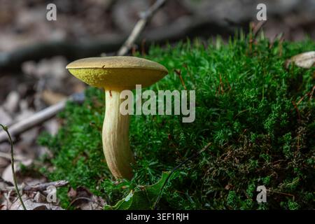 Un champignon brun avec des pores jaunes pousse du sol parmi la mousse verte et les feuilles dans un cadre forestier pendant la lumière du jour d'automne. Banque D'Images
