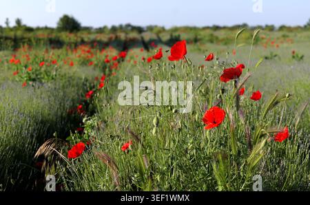 Les coquelicots rouges poussent de manière vibrante aux côtés de l'herbe verte et des plantes de lavande, créant un paysage rural coloré et animé sous un ciel bleu clair sur un chaud Banque D'Images