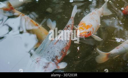 Plusieurs poissons koï colorés nagent gracieusement dans un étang sombre avec des ondulations Banque D'Images