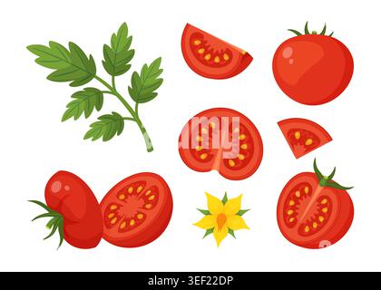Set de tomates rouges, feuilles de persil vert frais, tranches, fleur jaune. Style plat dessiné à la main isolé. Pour autocollants, menu, affiche, emballage alimentaire Illustration de Vecteur