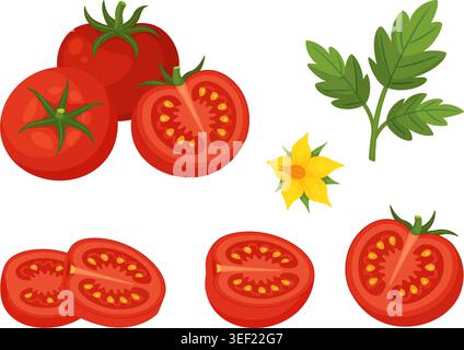 Ensemble de tomates rouges mûres, moitiés, tranches, feuilles de persil vert, fleur jaune. Style plat dessiné à la main isolé sur transparent. Pour les autocollants, menu, pos Illustration de Vecteur