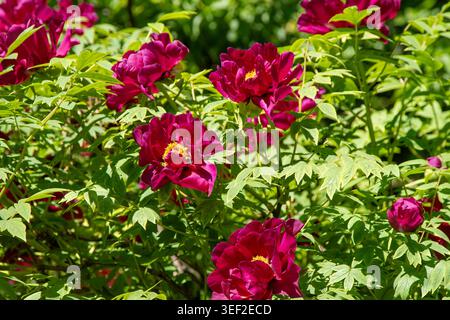 Les fleurs de bourgeon de pivoine fleurissent dans le jardin. Fond floral. Belles pivoines rouges. Étamines jaunes : gros plan détaillé de Paeonia Rockii Fleur en fleurs Banque D'Images