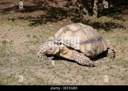 Une tortue africaine propulsée sur le sol en journée ensoleillée Banque D'Images