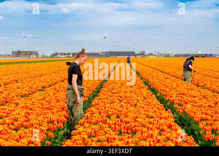 Alkmaar, pays-Bas - 17 avril 2026 : une jeune travailleuse agricole tenant un outil à main se tient parmi les tulipes oranges vibrantes dans un champ fleuri avec le vent Banque D'Images