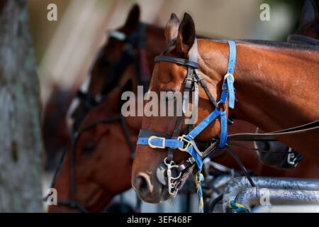 Un cheval brun portant un licol bleu en nylon et un tack professionnel pendant le Derby du Kentucky 2026. Dans l'arrière-plan flou, d'autres chevaux attendent en lin Banque D'Images