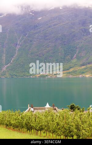 Vie de verger de fjord à Lofthus avec des pommiers poussant au-dessus du calme Hardangerfjord sous les pentes de montagne brumeuses et la lumière du nord douce. Rural ouest No Banque D'Images