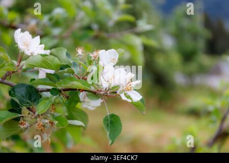 Fleurs de pomme blanche de croissance printanière nordique sur branche de verger avec fond vert doux dans Lofthus Norvège reflétant le renouvellement saisonnier pour l'art du jardinage Banque D'Images