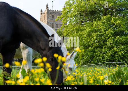 Une tour d'abbaye, avec deux chevaux dans un champ avec des papillons, Tewkesbury, Royaume-Uni Banque D'Images