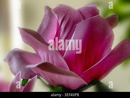 Une plante artificielle d'intérieur rose Magnolia Banque D'Images