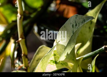 Un groupe de plantes Baby Rubber Banque D'Images