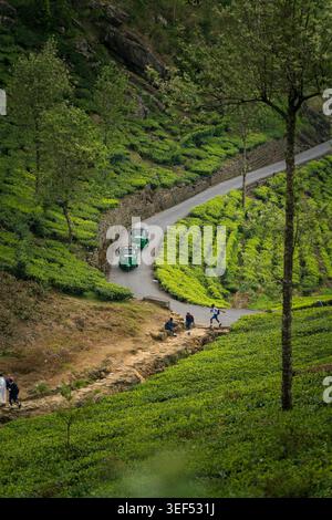 Tuk-tuks verts conduisant sur une route sinueuse à travers des plantations de thé en terrasses luxuriantes avec des enfants locaux à Haputale, Sri Lanka Banque D'Images