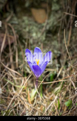 Joli Crocus violet Banque D'Images