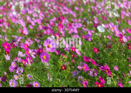 Fleurs de cosmos roses fleurissant dans un champ vibrant avec un bokeh doux et un fond floral flou. La lumière du soleil et les fleurs colorées créent un bel embellissement Banque D'Images