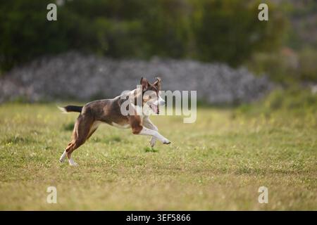 Un chien de race mixte court librement dans un paysage herbeux en plein air. Les paysages naturels et les mouvements sportifs créent une atmosphère joyeuse. Banque D'Images