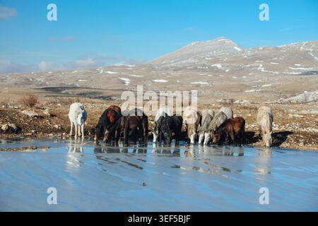 Groupe de chevaux en liberté rassemblés près d'un étang glacé dans un paysage de montagne enneigé avec des reflets sur l'eau gelée. Banque D'Images