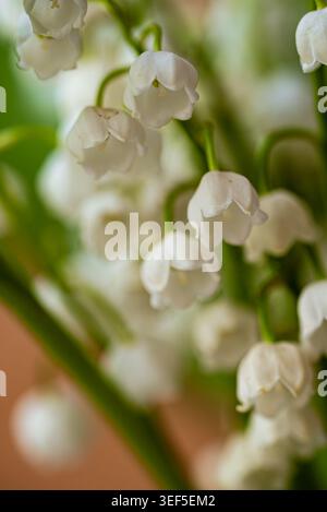 De petites fleurs blanches en forme de cloche de lis de la vallée sont suspendues à de délicates tiges vertes, créant un affichage naturel serein et magnifique sur un fond légèrement flou Banque D'Images