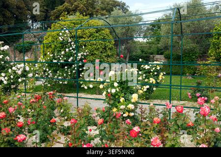 Roses grimpantes multicolores sur treillis de tunnel en métal vert dans le jardin du monastère de Cimiez à Nice. Paysage traditionnel du parc public de la Côte d'Azur avec Banque D'Images