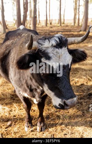 Portrait en grand angle d'une vache noire et blanche debout sur une literie de paille dans un écrin de forêt de pins. Banque D'Images