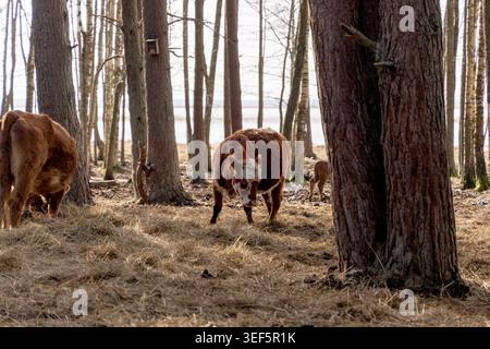 Une vache brune avec des marques blanches debout sur du foin dans une forêt de pins clairsemée, mettant en évidence l'élevage en plein air et la vie agricole rustique. Banque D'Images