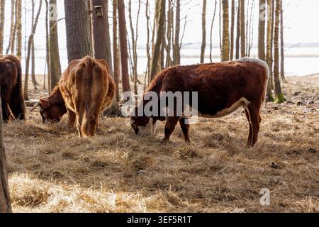 Une vache brune avec des marques blanches sur le visage se dresse parmi les pins mangeant du foin, mettant en valeur les méthodes agricoles traditionnelles dans un environnement naturel. Banque D'Images