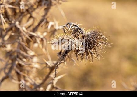 Gros plan extrême d'une branche de chardon séchée avec des épines pointues et des têtes de graines, mettant en évidence les motifs naturels et les textures en plein soleil. Banque D'Images