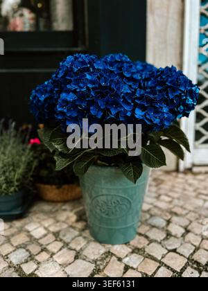 Plante d'hortensia bleue dans un pot turquoise sur un patio pavé, décor de jardin dynamique avec des fleurs luxuriantes et une atmosphère extérieure naturelle Banque D'Images