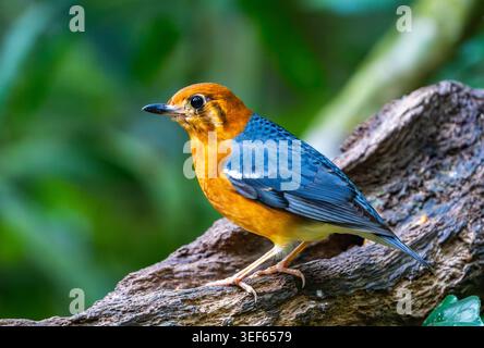 Une grive à tête orange (Geokichla citrina) qui se nourrit en forêt. Vietnam. Banque D'Images