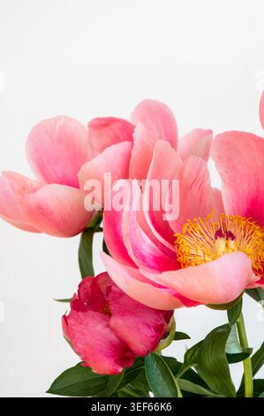Incroyable pivoine rose chinoise Banque D'Images
