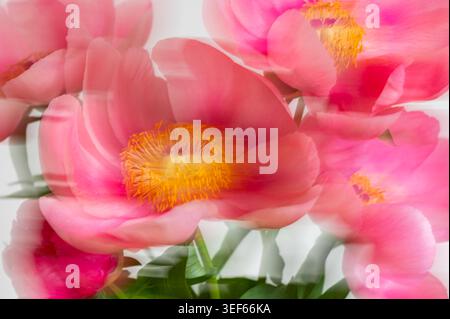 Incroyable pivoine rose chinoise Banque D'Images
