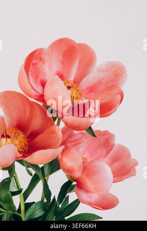 Incroyable pivoine rose chinoise Banque D'Images