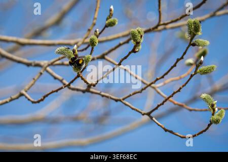 Bourdon à queue blanche (Bombus lucorum) recueillant du pollen sur des chatons de saule en fleurs contre un ciel bleu clair de printemps. Banque D'Images